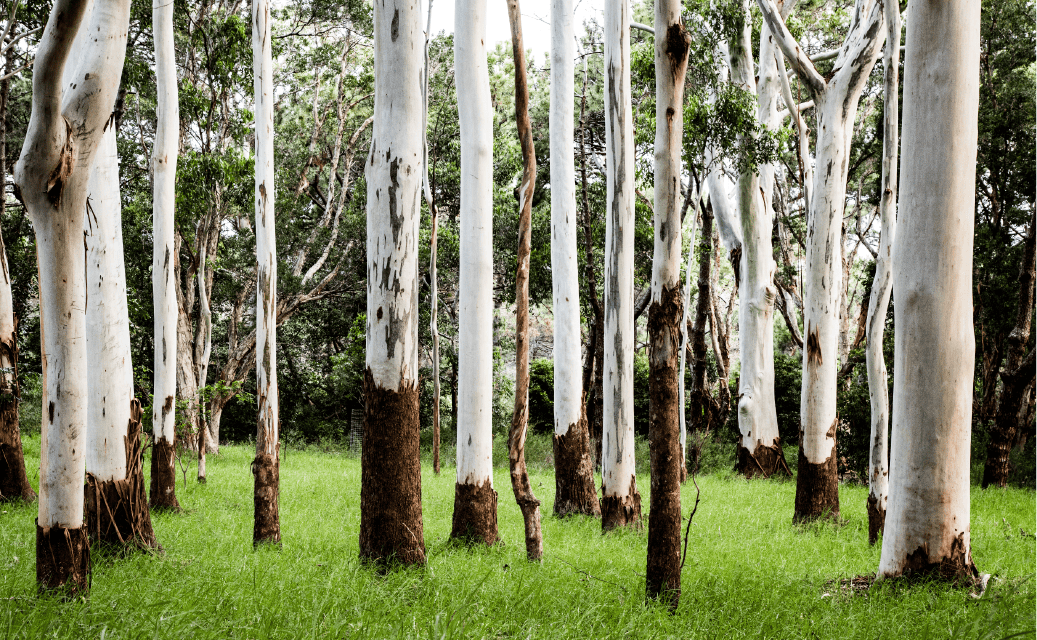 Eucalyptus-Documentary